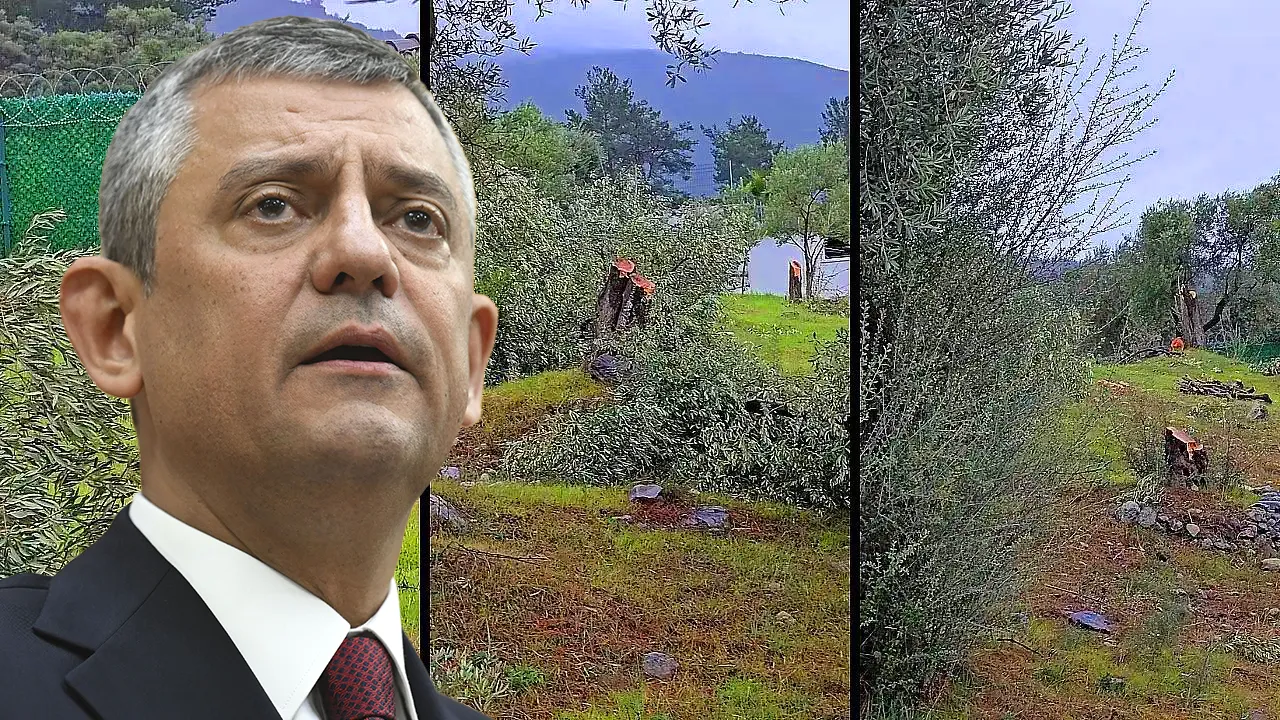 Özgür Özel'in mitingi öncesi büyük skandal! Ağaç katliamı ortaya çıktı... Valilik harekete geçti