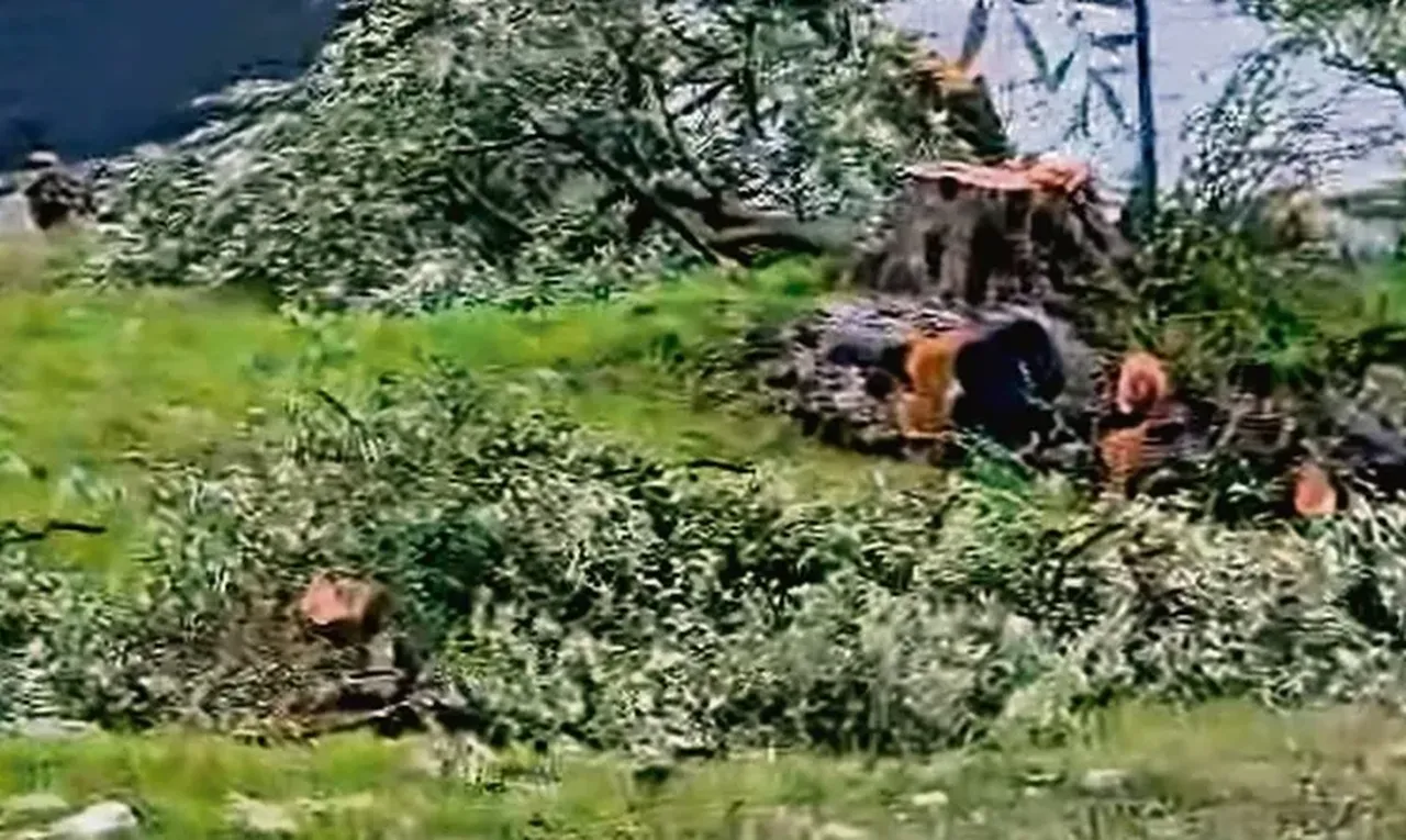 Onlarca ağaç katledildi