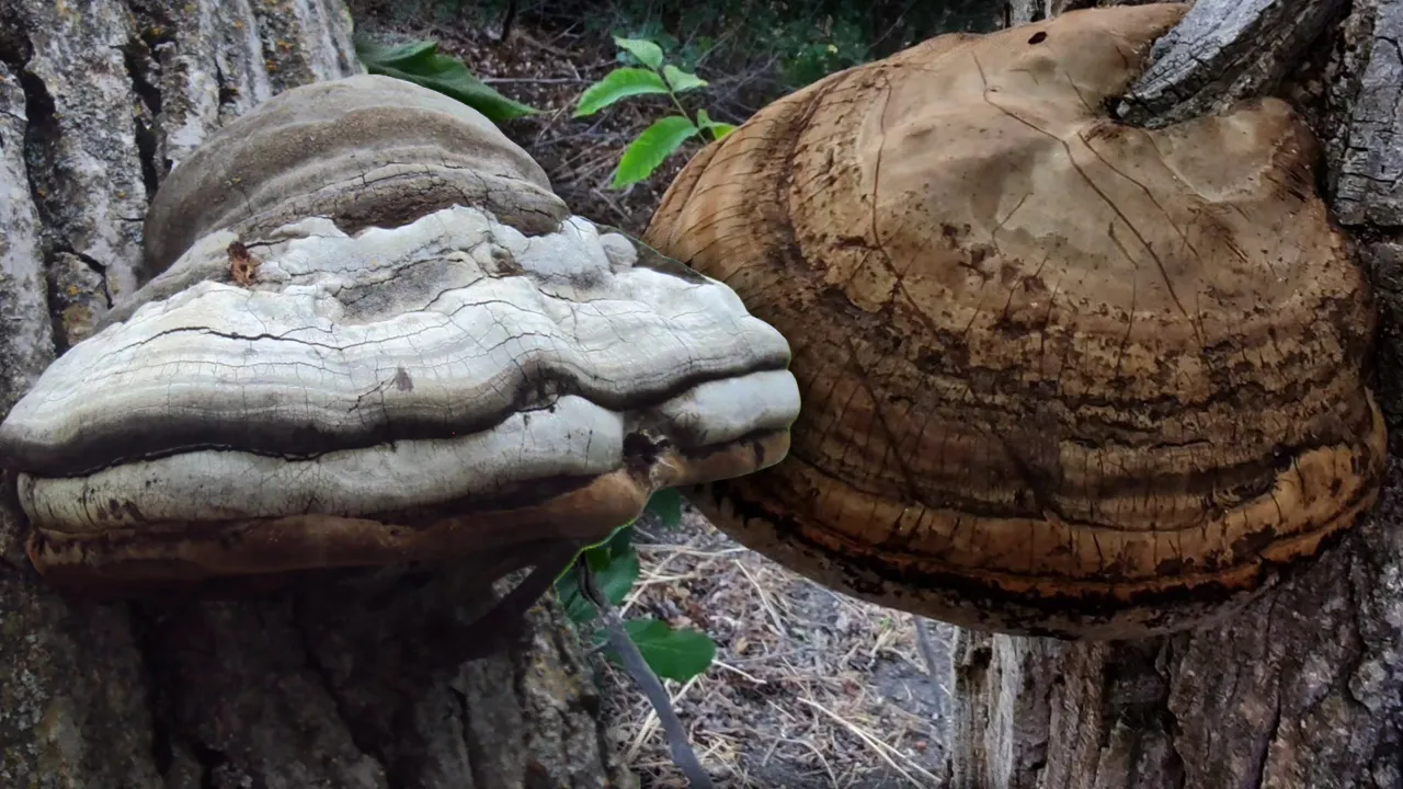 'Şifa' diye sattıkları tuzak çıktı: Adına 'çülküf' dediler, binlerce euroyu cebe indirdiler 