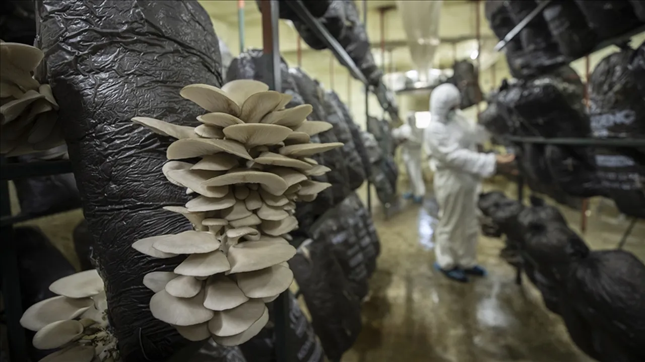 'Şifa' diye sattıkları tuzak çıktı: Adına 'çülküf' dediler, binlerce euroyu cebe indirdiler