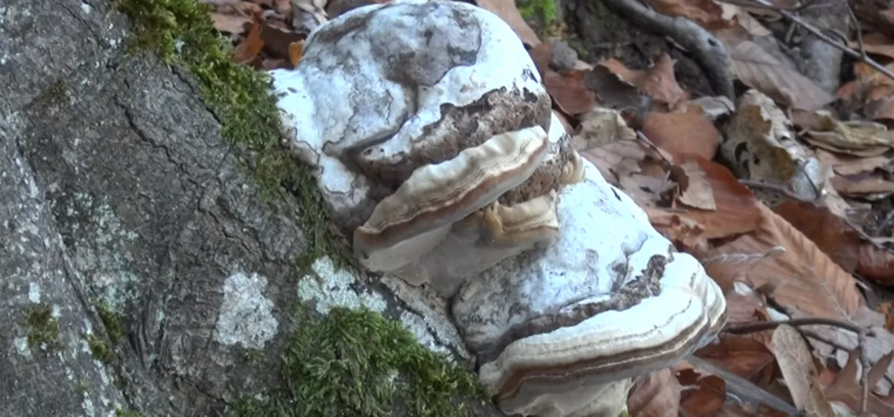 'Şifa' diye sattıkları tuzak çıktı: Adına 'çülküf' dediler, binlerce euroyu cebe indirdiler
