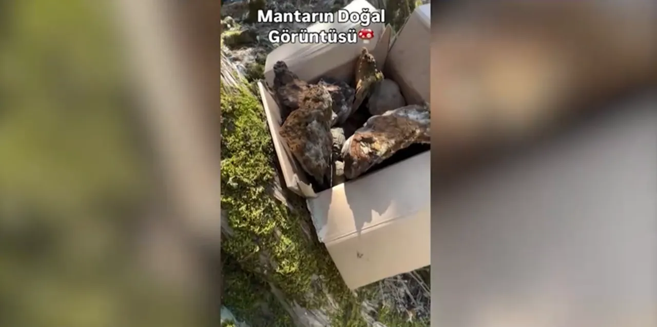 'Şifa' diye sattıkları tuzak çıktı: Adına 'çülküf' dediler, binlerce euroyu cebe indirdiler