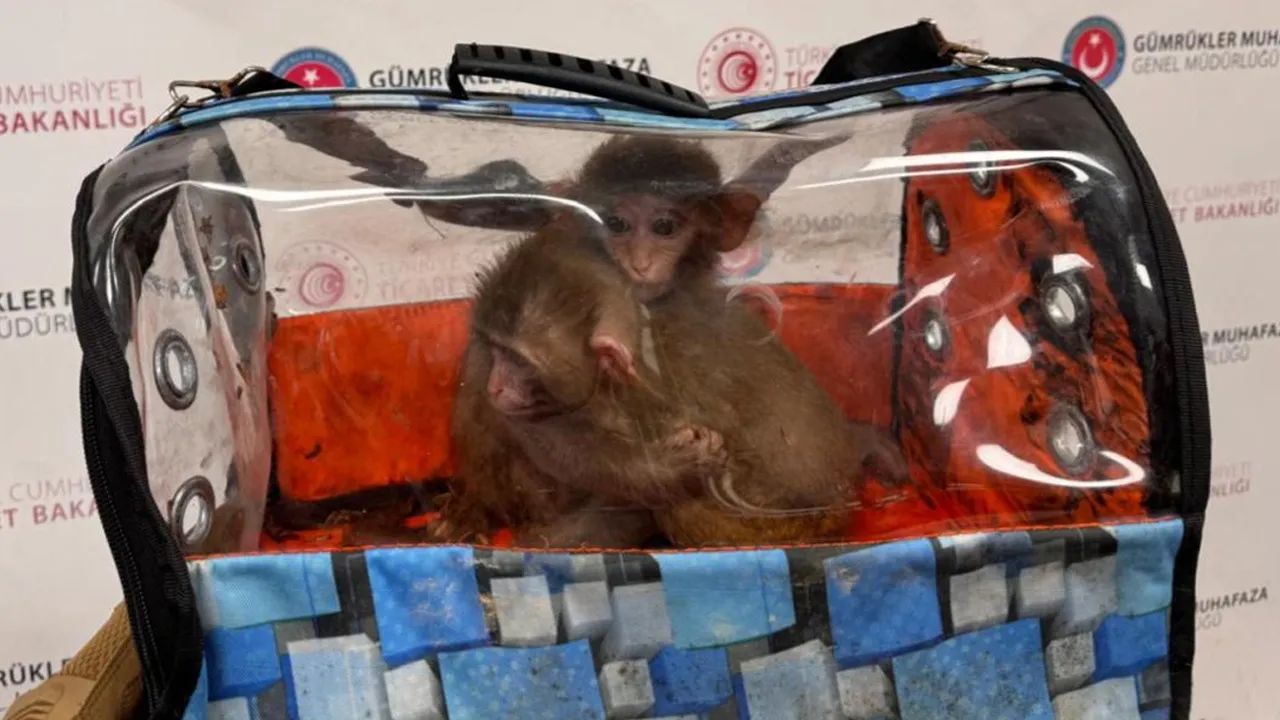 Sınırlarda rekor yakalama! Sülükten papağana, maymundan düveye...