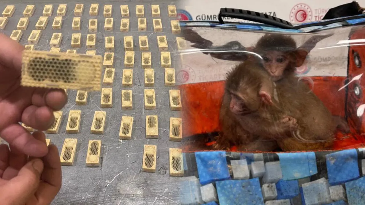 Sınırlarda rekor yakalama! Sülükten papağana, maymundan düveye...