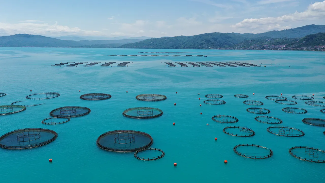 Altın değerinde balık ihracatı! Ordu'dan Rusya, Japonya, Güney Kore ve İspanya'ya gidiyor
