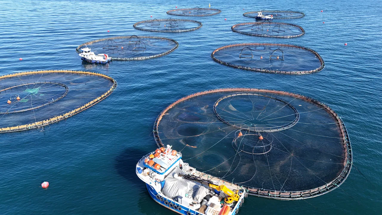 Altın değerinde balık ihracatı! Ordu'dan Rusya, Japonya, Güney Kore ve İspanya'ya gidiyor