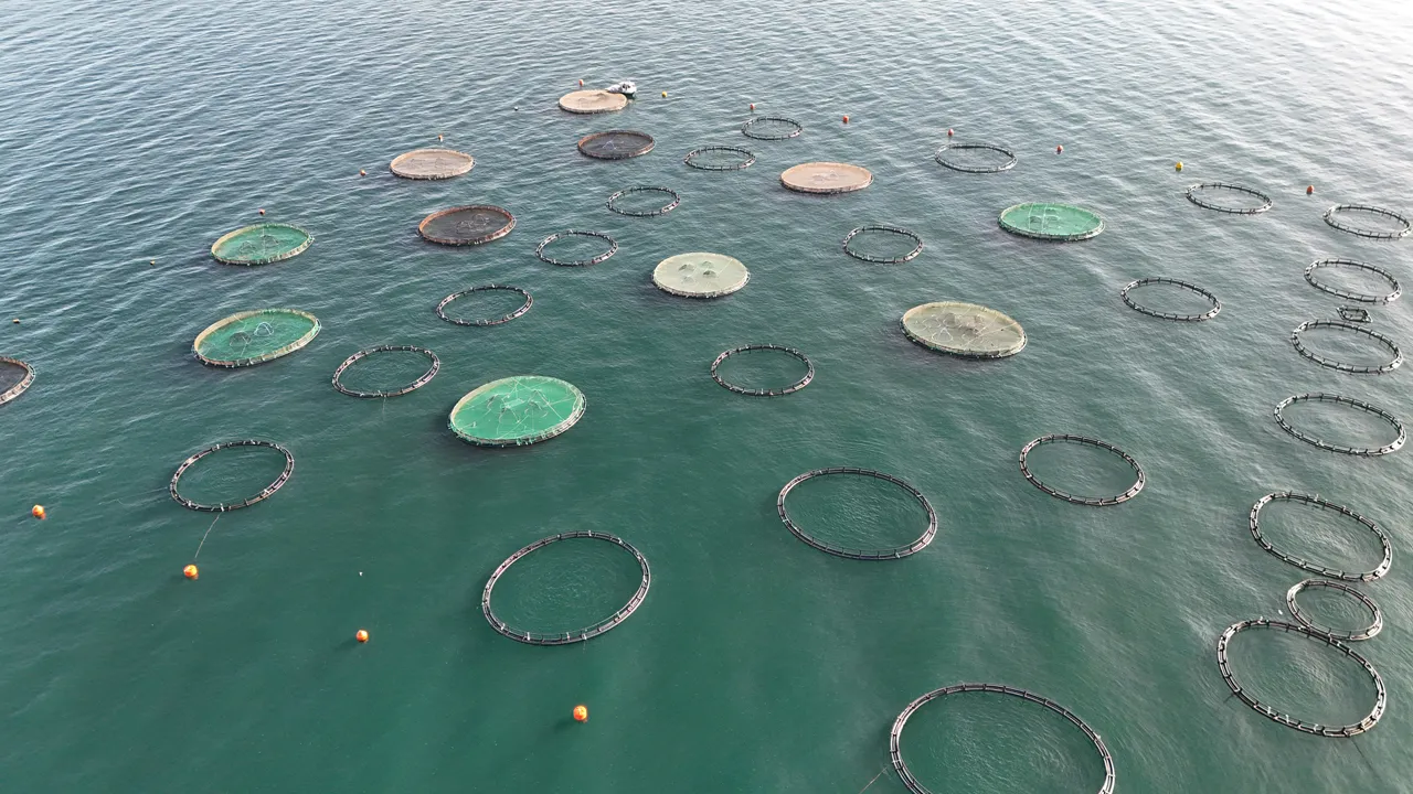 Altın değerinde balık ihracatı! Ordu'dan Rusya, Japonya, Güney Kore ve İspanya'ya gidiyor