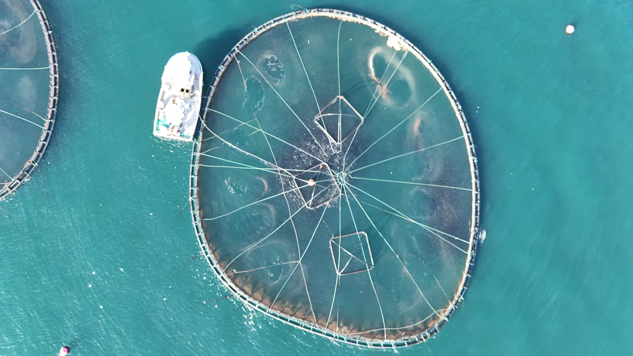 Altın değerinde balık ihracatı! Ordu'dan Rusya, Japonya, Güney Kore ve İspanya'ya gidiyor