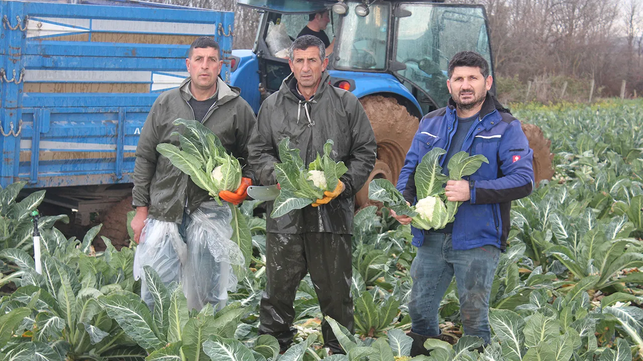 Dönüm başına 4 ton verim alıyorlar! Tüm Türkiye'ye yetecek kadar var... Raflarda 50 lira