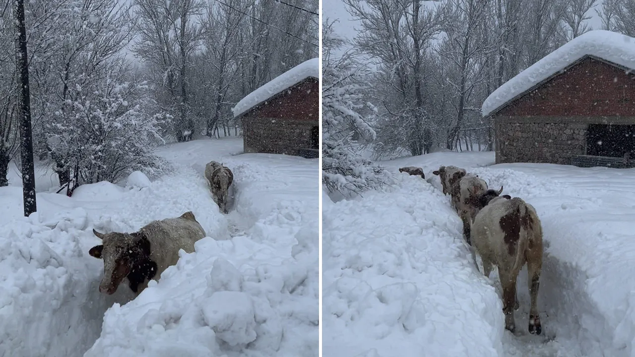 Kar insan boyunu geçti, inekler bile gözden kayboldu