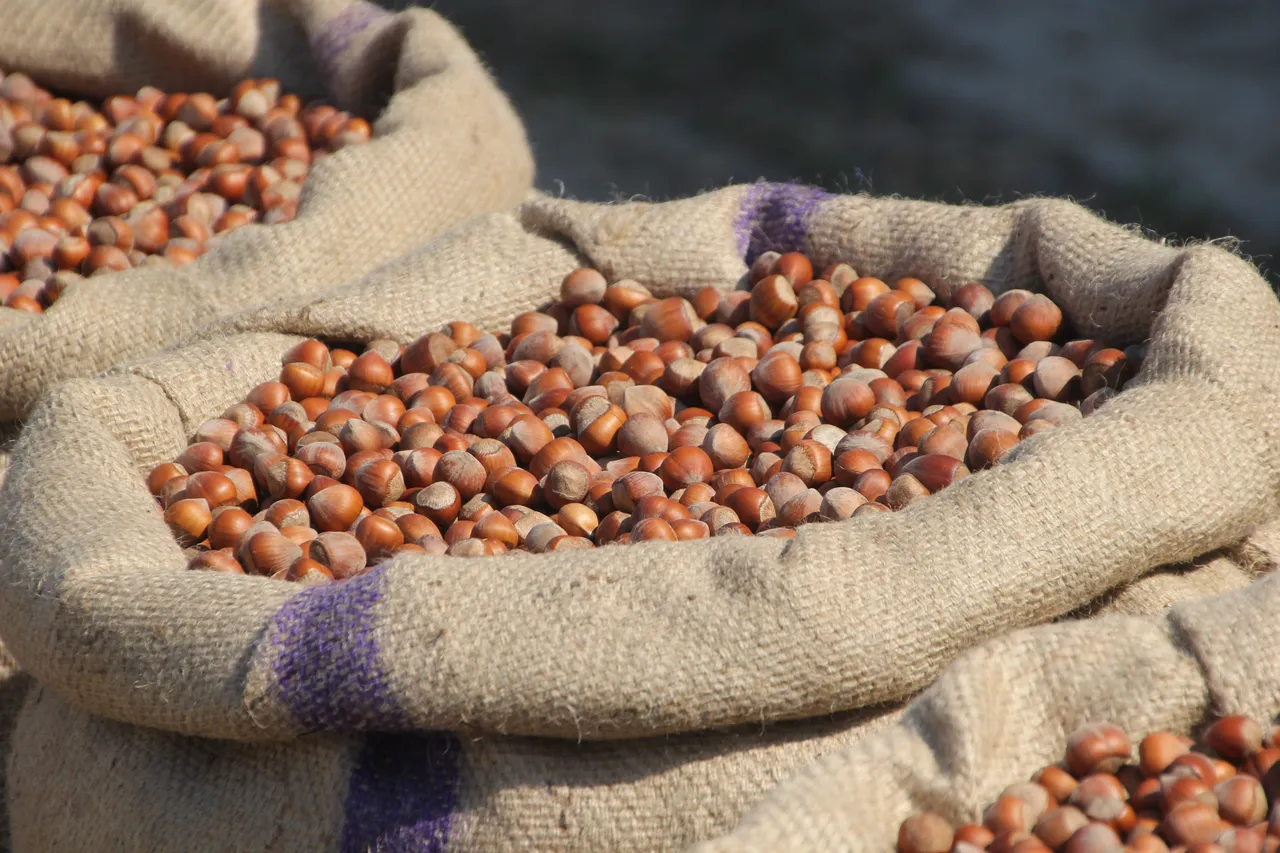 Serbest piyasada 350 TL, tekelci firmada 280 TL: Fındıkta ‘fiyat’ krizi