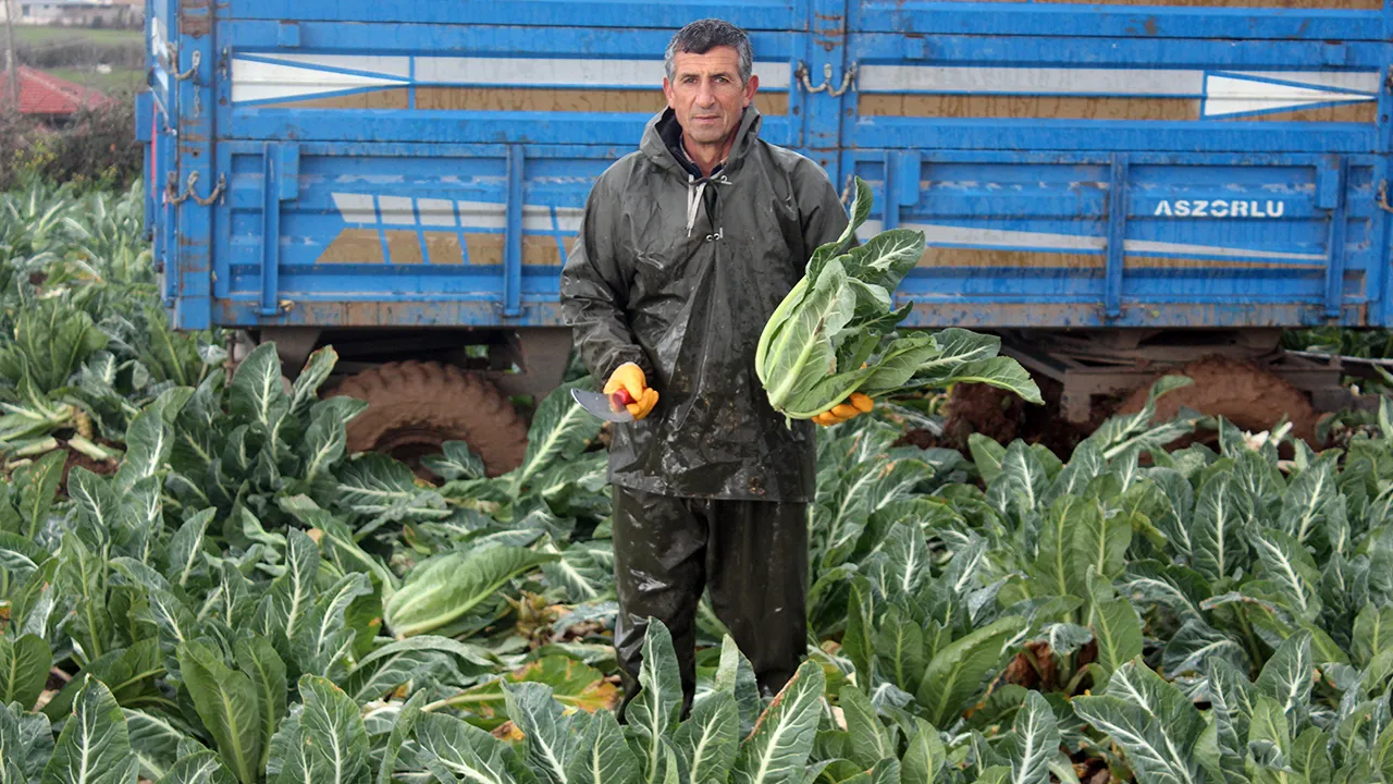 Tarlada 8, markette 50 lira! Kış mevsiminin vazgeçilmezi... Hasattan beklenti büyük