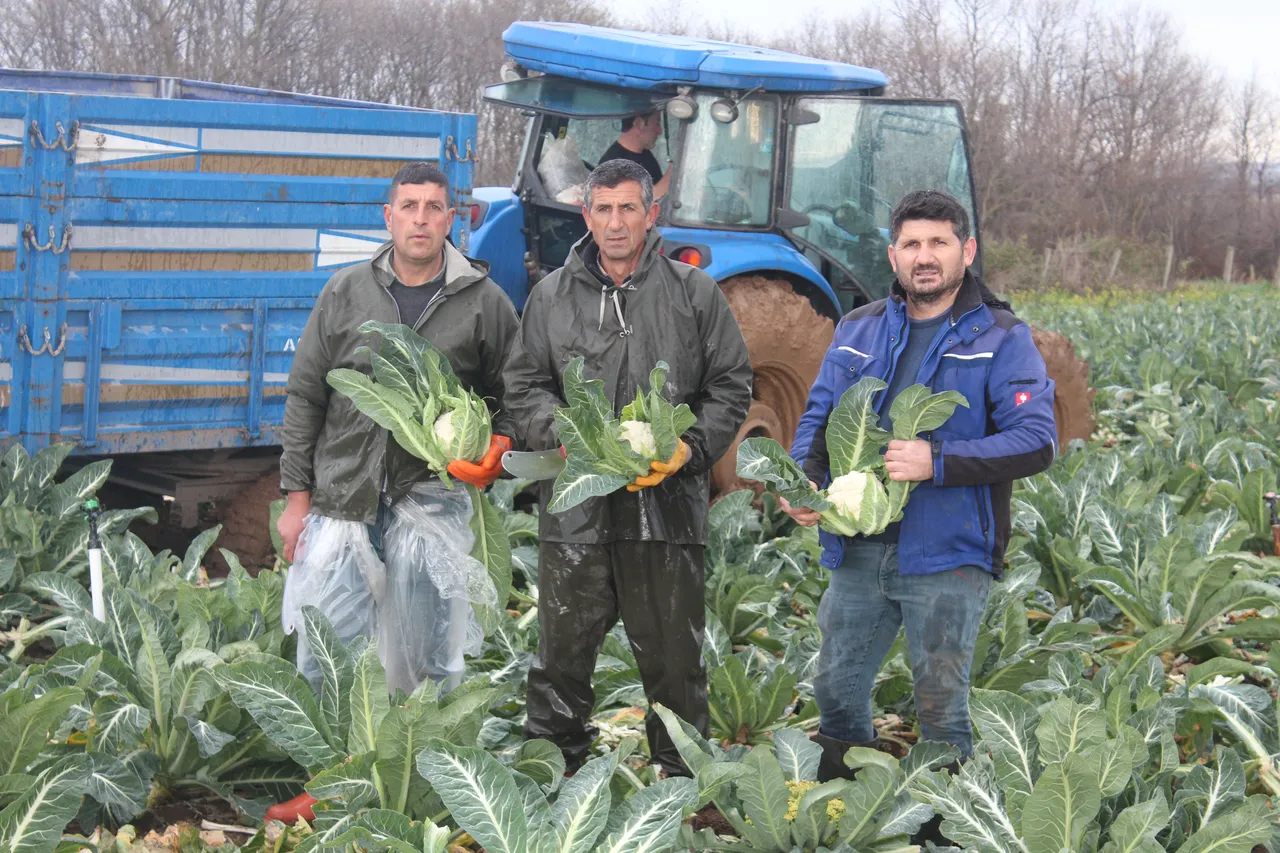 Tarlada 8, markette 50 lira! Kış mevsiminin vazgeçilmezi... Hasattan beklenti büyük