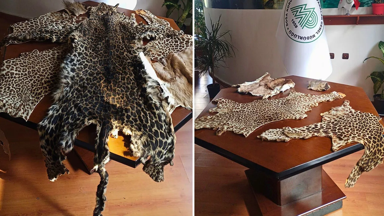 Valizden çıkanlar ekipleri şoke etti! 'Baykuş gözü' bile var