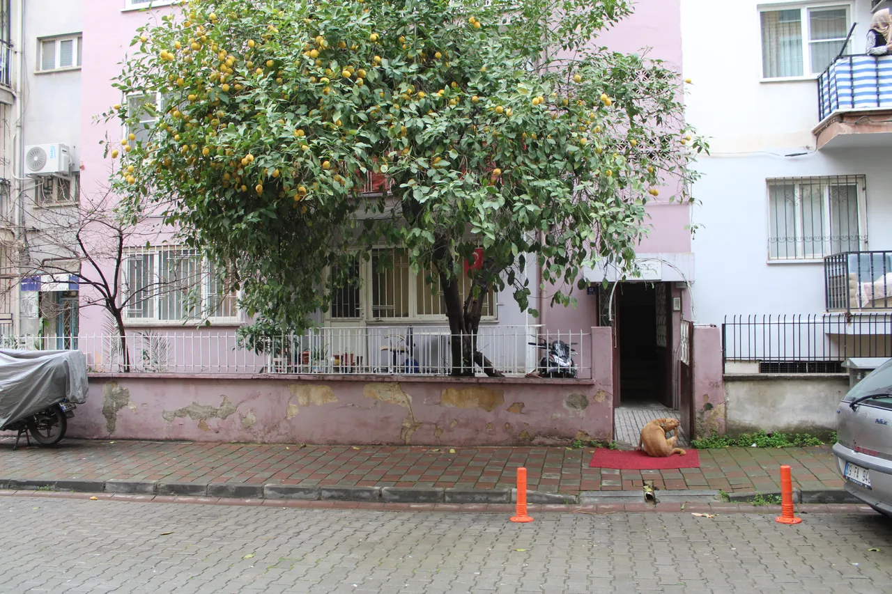 Yakınları ulaşamadı, polis yatağında ölü buldu