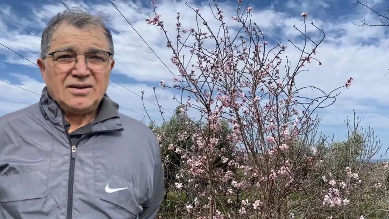 Yalancı bahar doğayı da aldattı! Badem ağaçları şubatta çiçek açtı