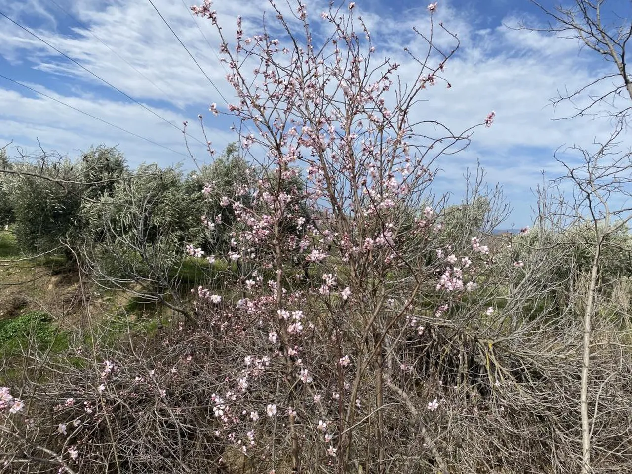 Yalancı bahar doğayı da aldattı! Badem ağaçları şubatta çiçek açtı