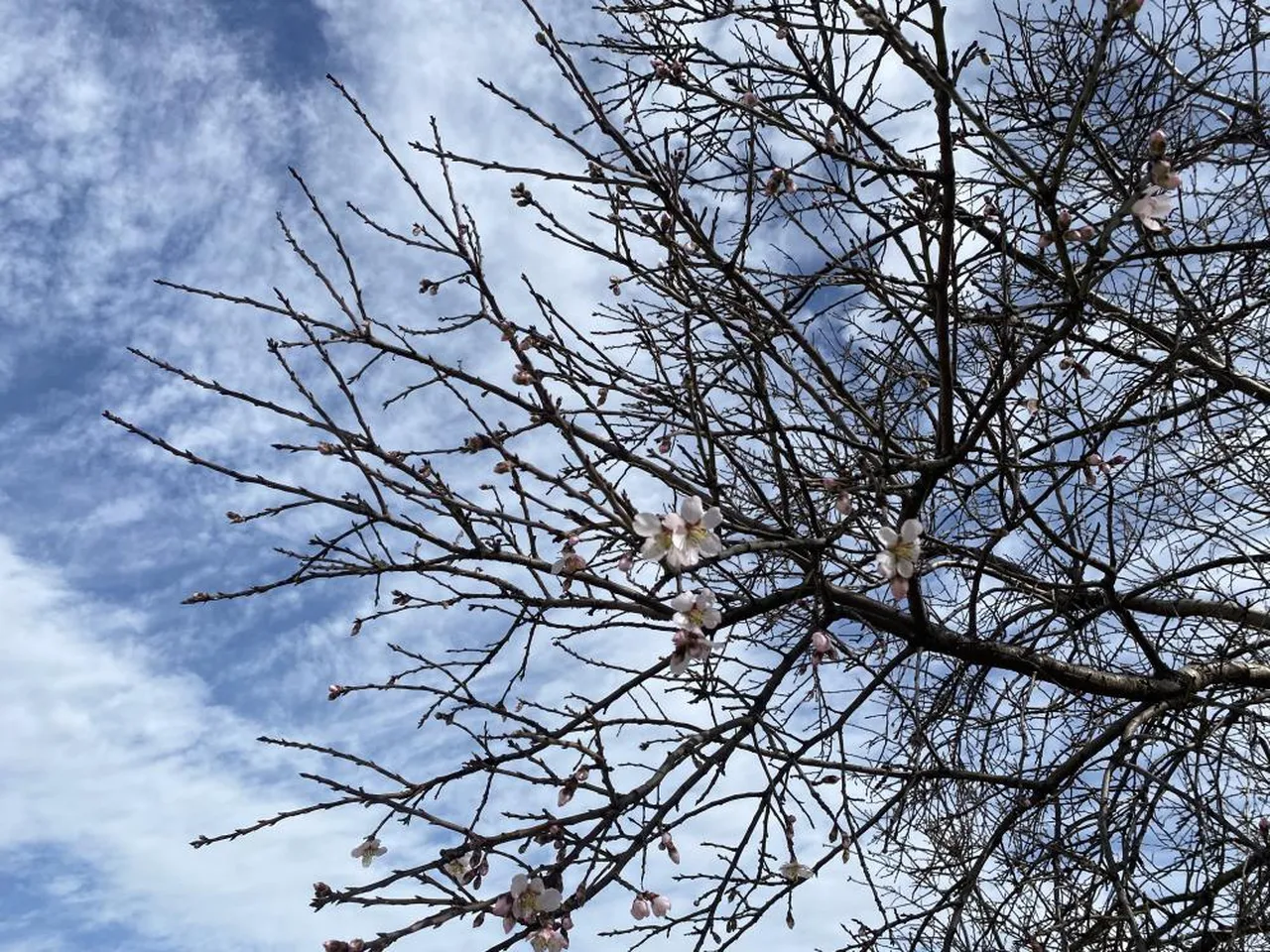 Yalancı bahar doğayı da aldattı! Badem ağaçları şubatta çiçek açtı