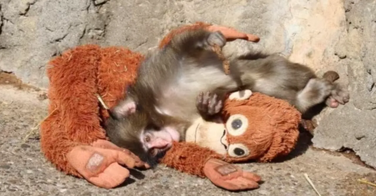 Annesi terk etti, peluşuna sarıldı! Yavru maymun Punch’ın hikayesi milyonları duygulandırdı