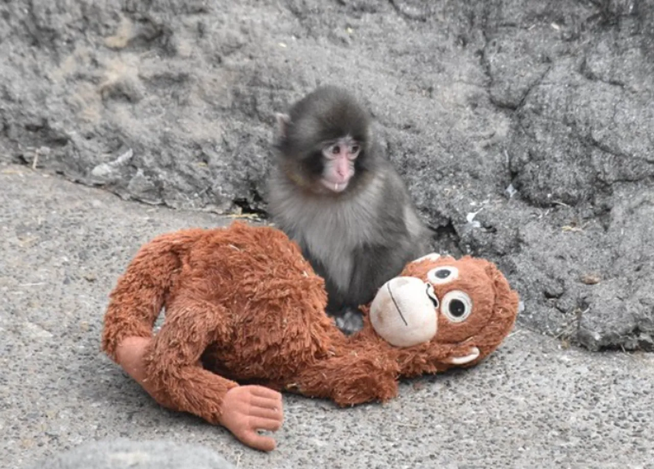 Annesi terk etti, peluşuna sarıldı! Yavru maymun Punch’ın hikayesi milyonları duygulandırdı