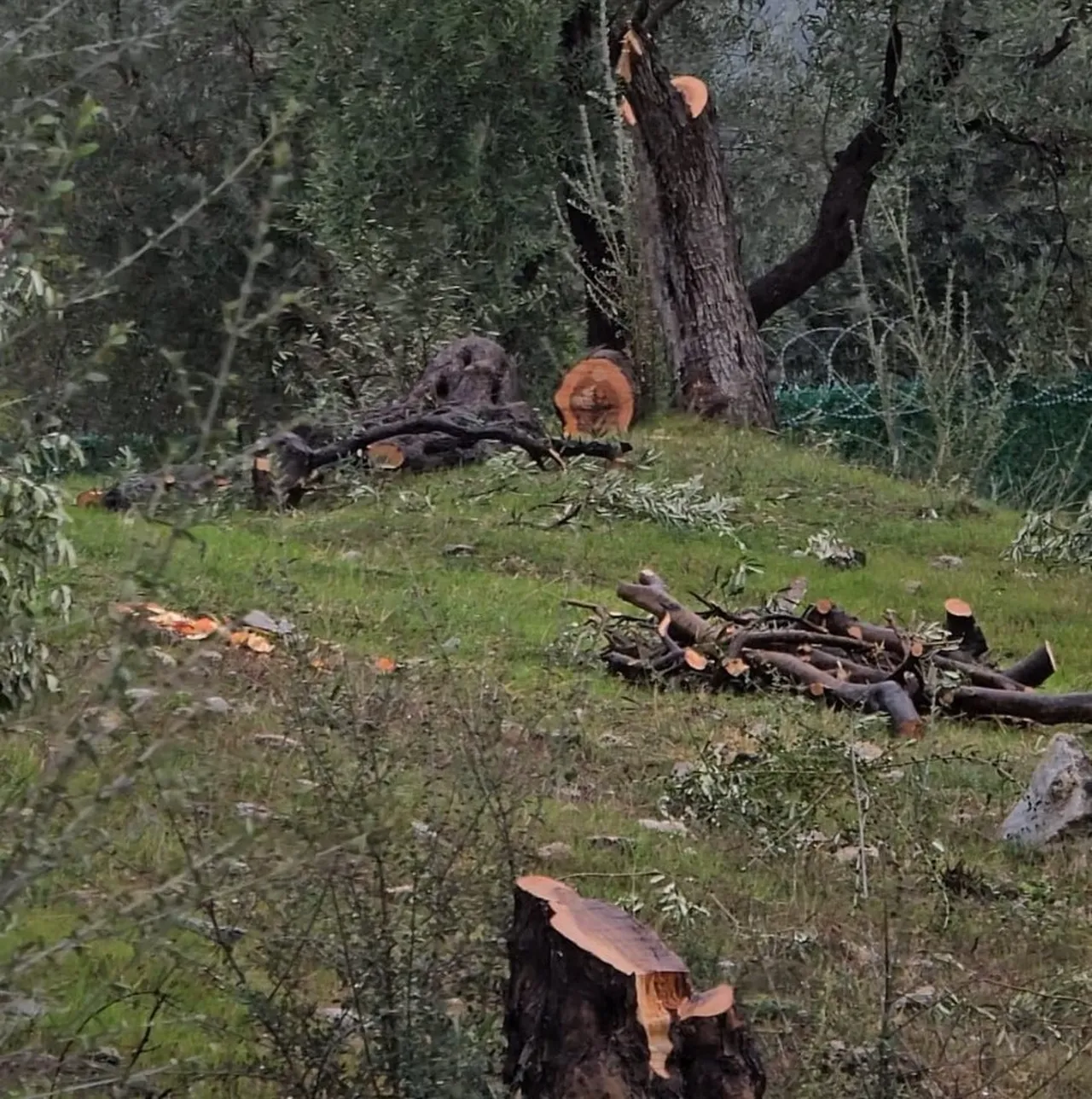 CHP'de 'zeytin ağacı' krizi! Ahmet Kılbey’in damadı Cenk Soydan görevinden alındı