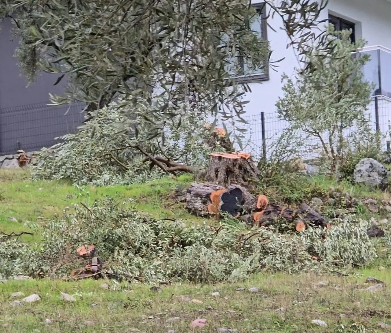 CHP'de 'zeytin ağacı' krizi! Ahmet Kılbey’in damadı Cenk Soydan görevinden alındı