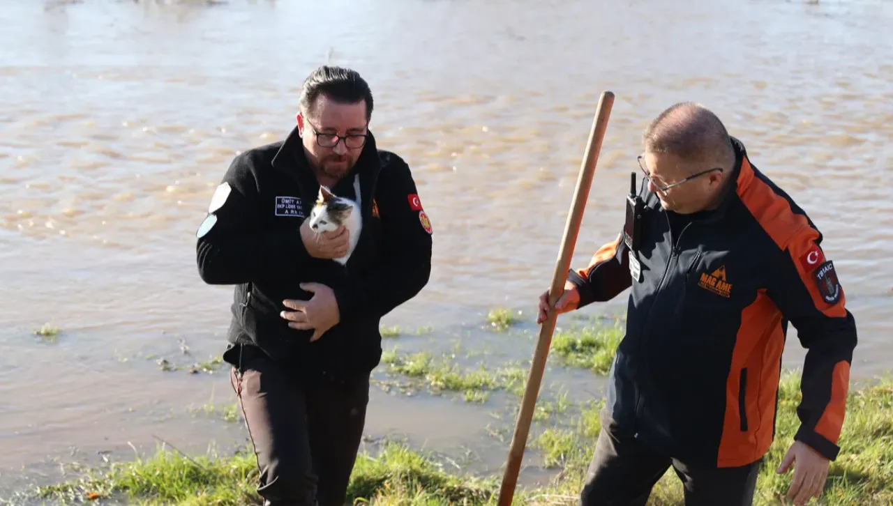 Dünya Kediler Günü mesajları ve tarihçesi: Dünya Kediler Günü ne zaman, hangi gün kutlanır?