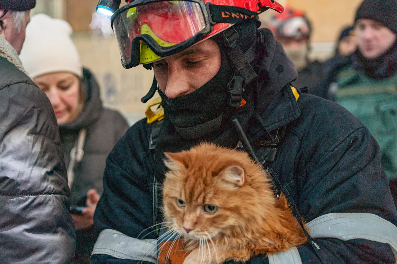 Dünya Kediler Günü mesajları ve tarihçesi: Dünya Kediler Günü ne zaman, hangi gün kutlanır?