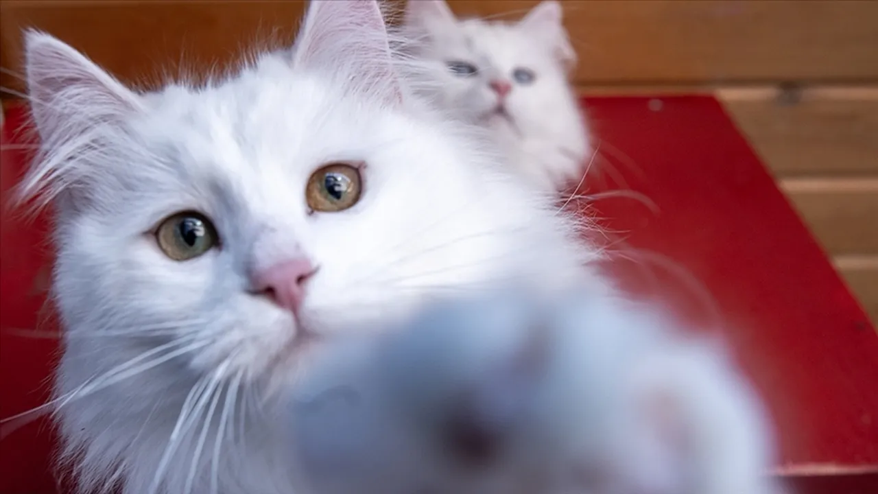 Dünya Kediler Günü mesajları ve tarihçesi: Dünya Kediler Günü ne zaman, hangi gün kutlanır?