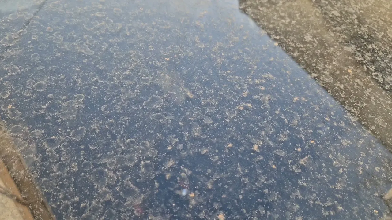 Uyarı üstüne uyarı! Afrika’dan Türkiye’ye geldi: Zımpara gibi gözü çiziyor, dışarı çıkmayın