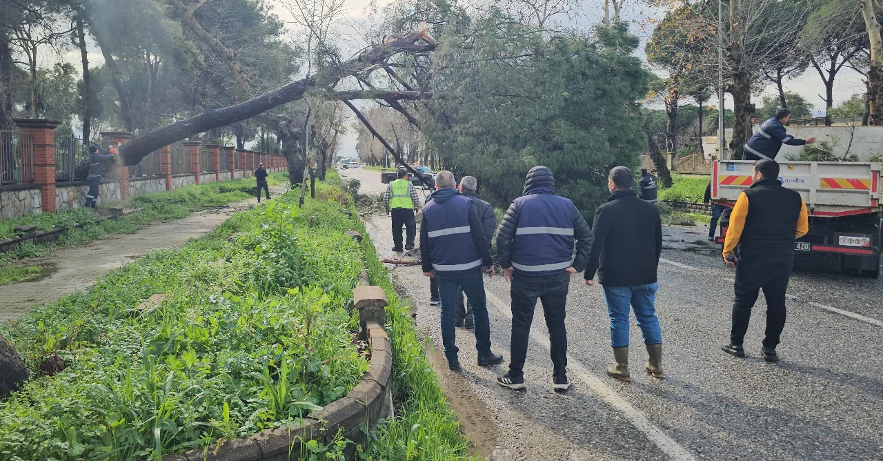 Fırtına ağacı devirdi! Yol trafiğe kapandı
