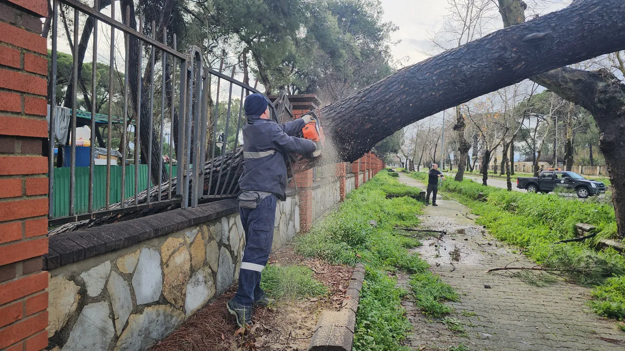 Fırtına ağacı devirdi! Yol trafiğe kapandı
