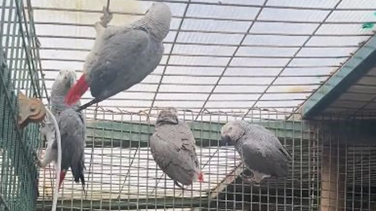 Hepsini bavullara sığdırmışlar! 20 Afrika gri papağanı İstanbul Havalimanı'nda ele geçirildi