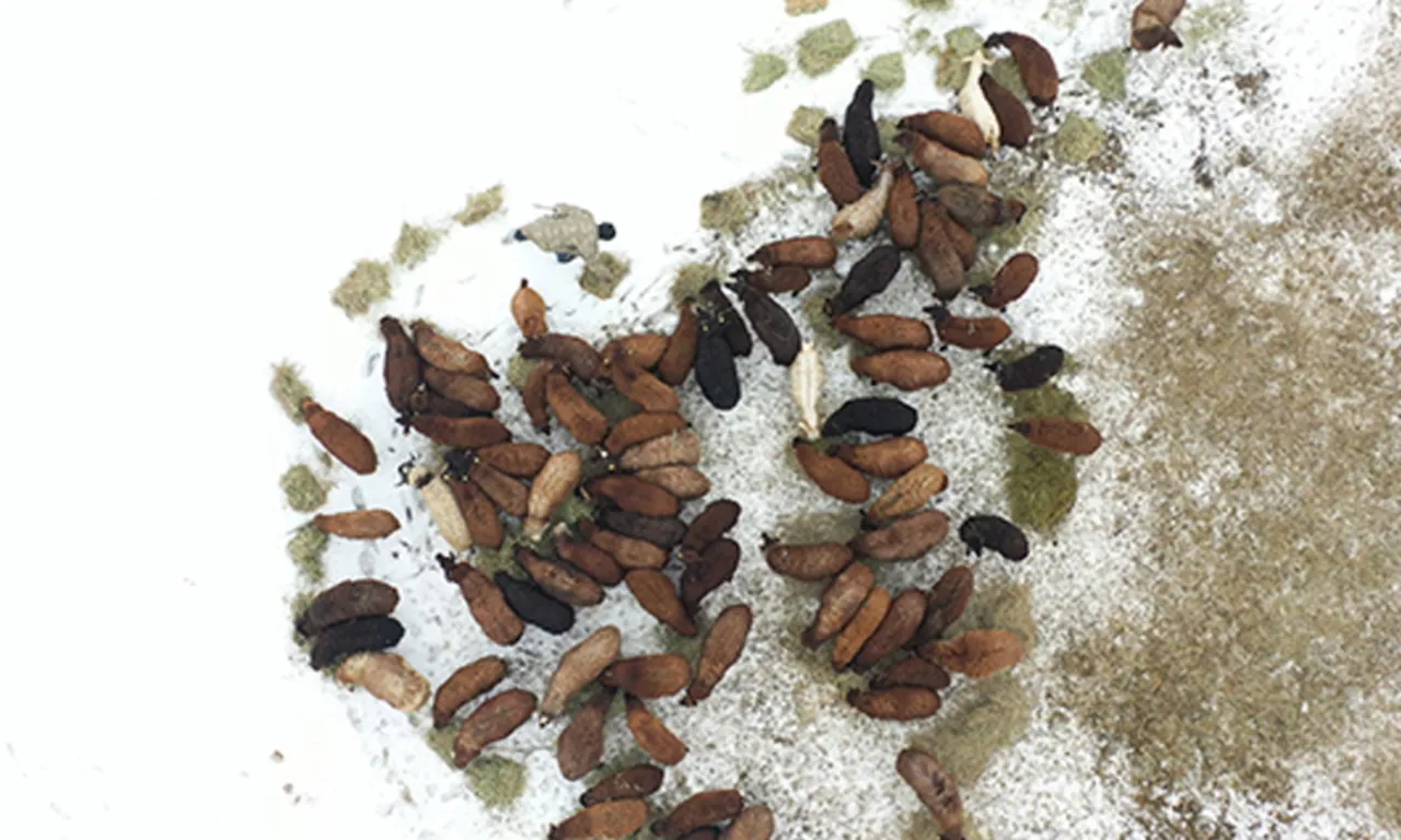 Köyüne döndü, devlet desteğiyle hayatı değişti! Hem işinin patronu oldu hem borçlarını kapattı