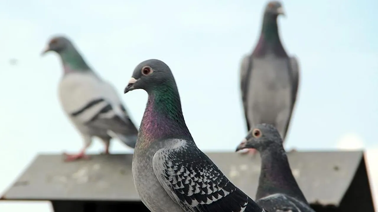 Turistik kentte güvercinlere 'doğum kontrol' kararı