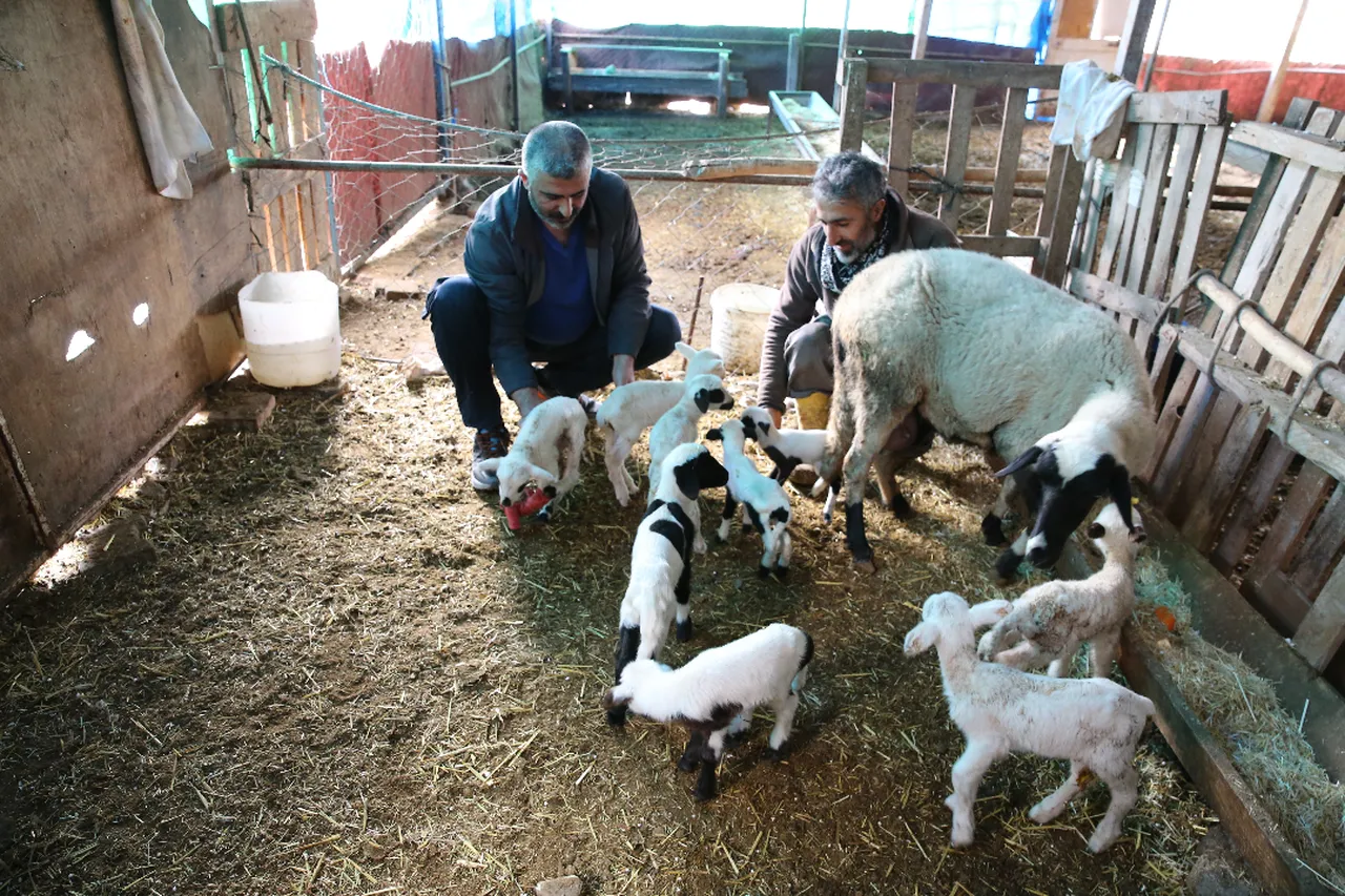 Bir batında tam 9 kuzu doğurdu! Sakız ırkı sınırları zorladı