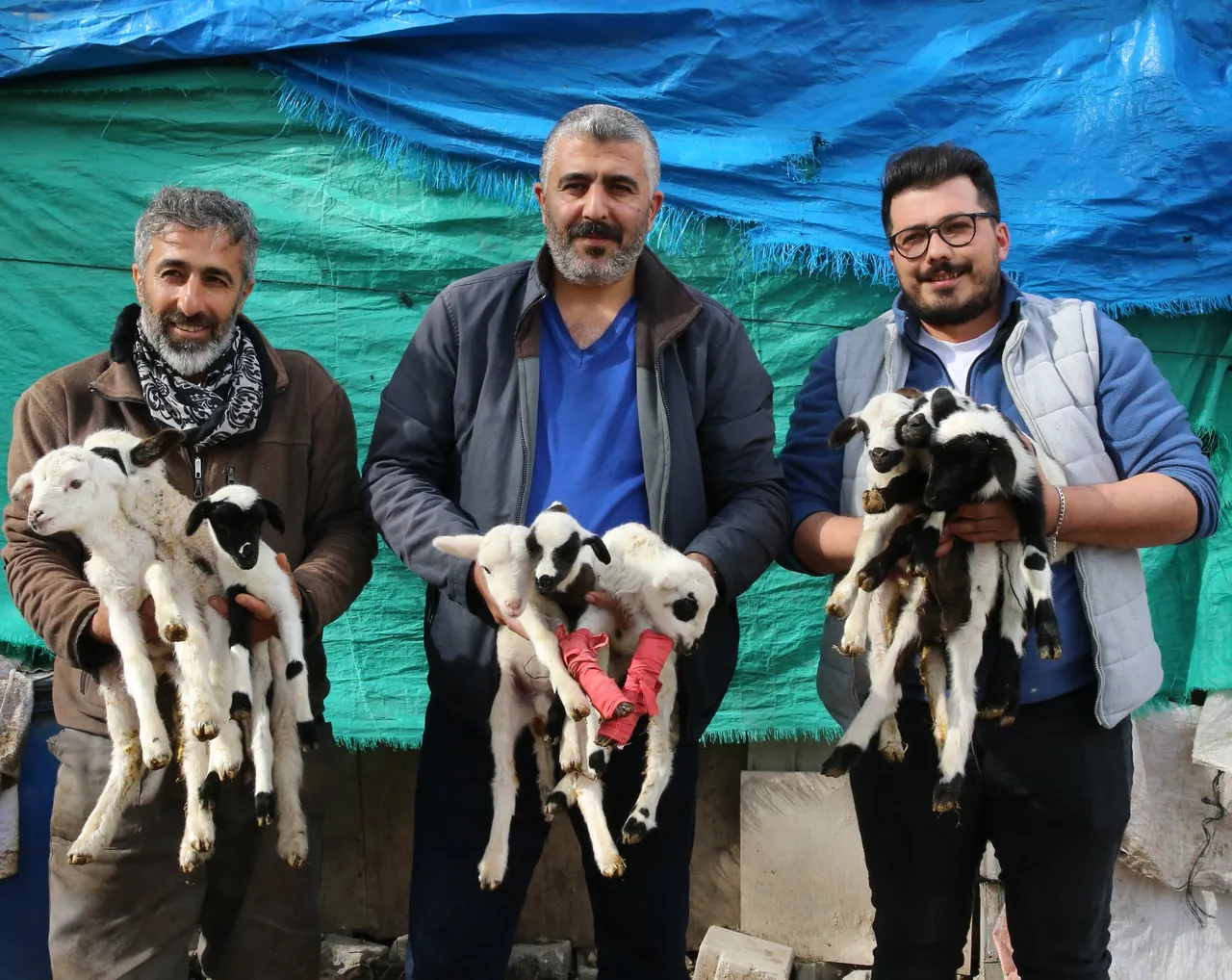 Bir batında tam 9 kuzu doğurdu! Sakız ırkı sınırları zorladı