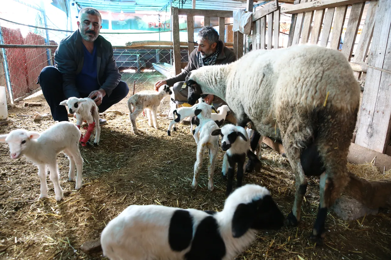 Bir batında tam 9 kuzu doğurdu! Sakız ırkı sınırları zorladı