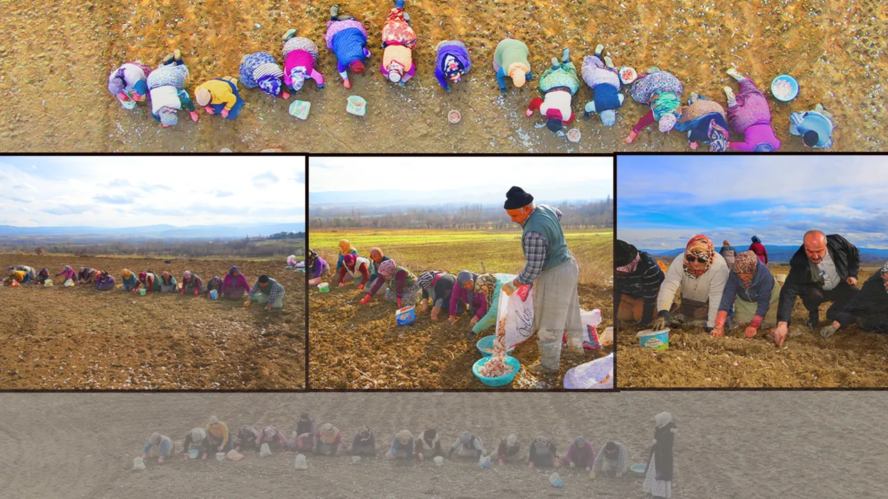 4 binden fazla ailenin gelir kapısı: ‘Beyaz altın’… Ekimi 1,5 ay sürecek