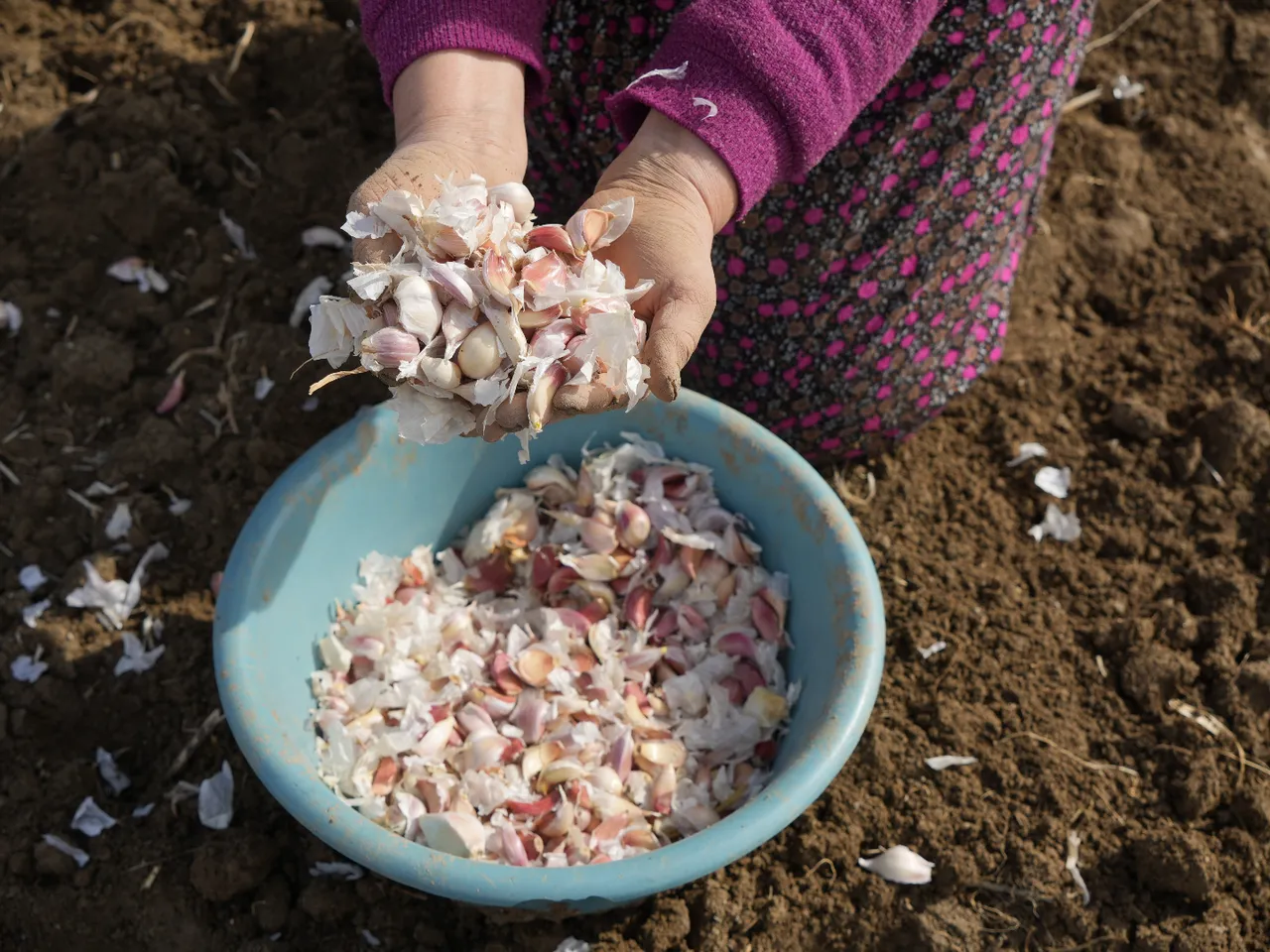 4 binden fazla ailenin gelir kapısı: ‘Beyaz altın’… Ekimi 1,5 ay sürecek