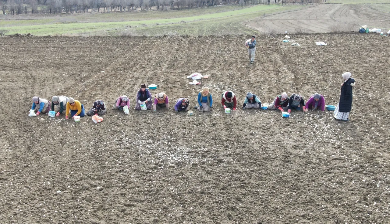 4 binden fazla ailenin gelir kapısı: ‘Beyaz altın’… Ekimi 1,5 ay sürecek
