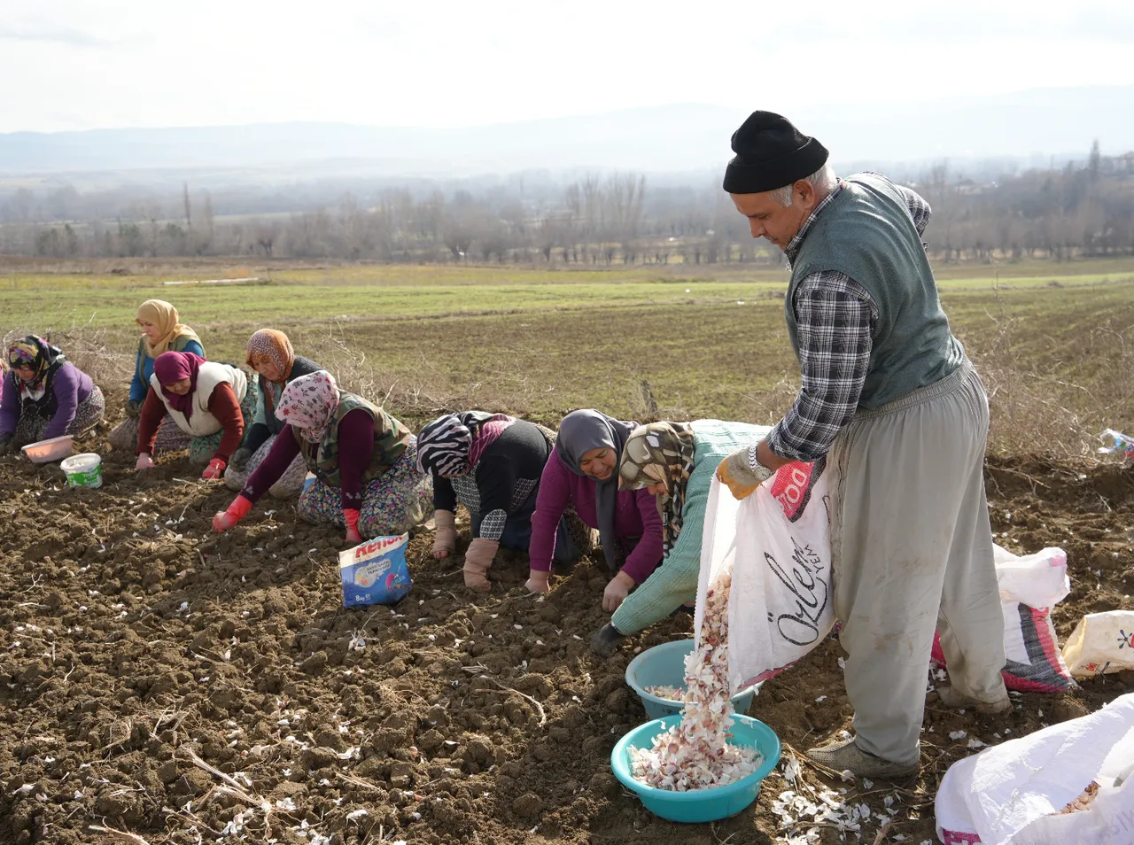 4 binden fazla ailenin gelir kapısı: ‘Beyaz altın’… Ekimi 1,5 ay sürecek