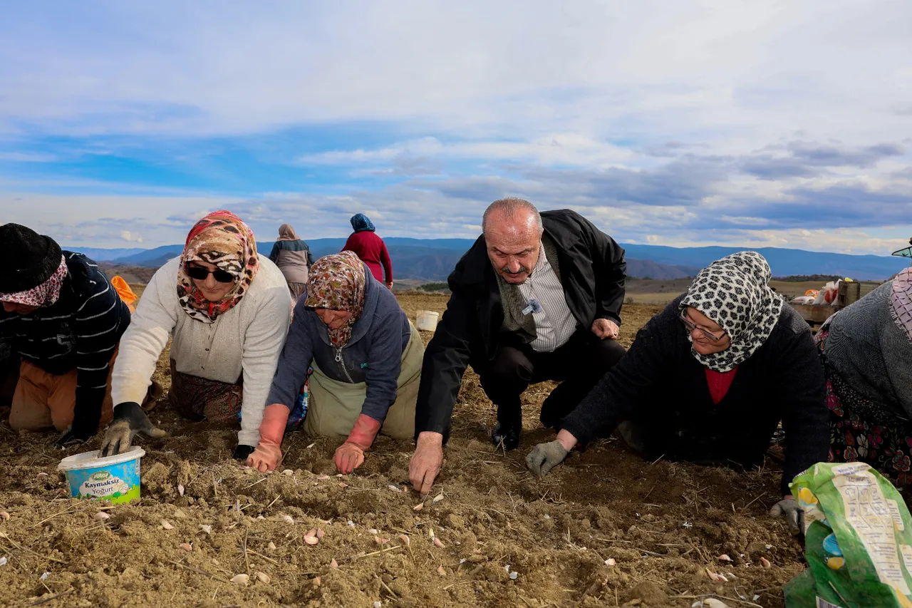 4 binden fazla ailenin gelir kapısı: ‘Beyaz altın’… Ekimi 1,5 ay sürecek