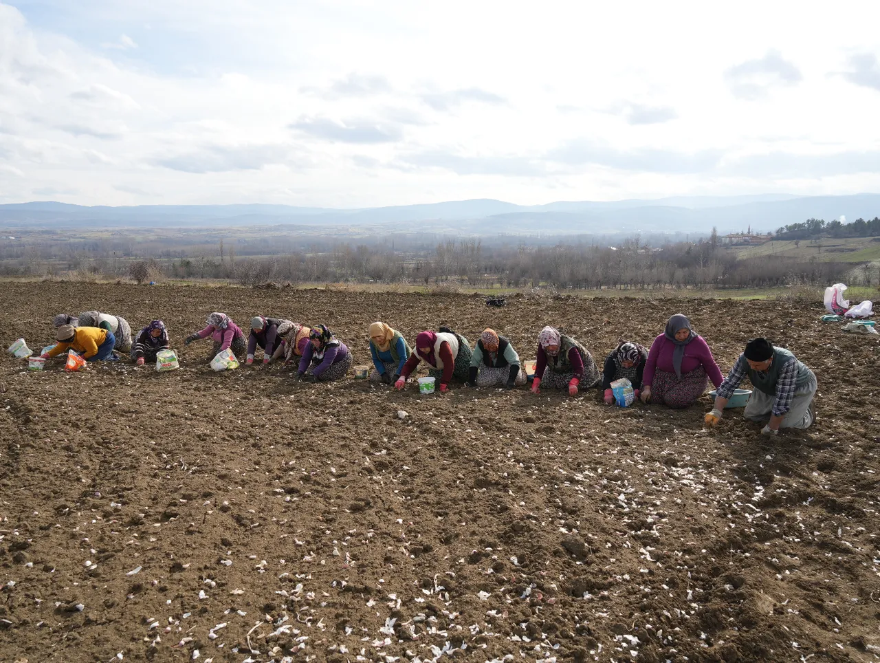 4 binden fazla ailenin gelir kapısı: ‘Beyaz altın’… Ekimi 1,5 ay sürecek