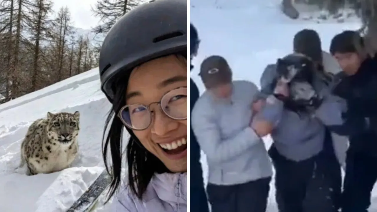 Leoparla selfie denemesi kanlı bitti! Kadın turist ölümden döndü