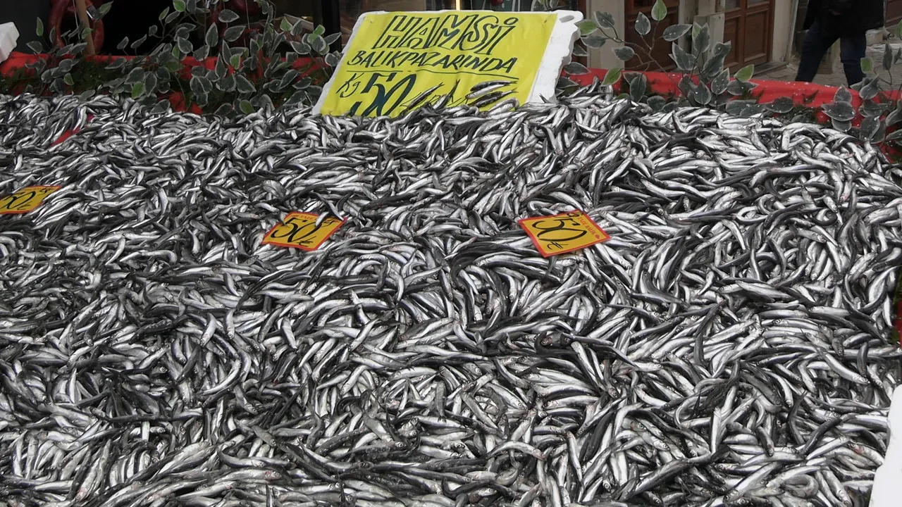 1 günde 2 ton hamsi geldi! 450 liradan 50 TLye düşünce kapış kapış satıldı