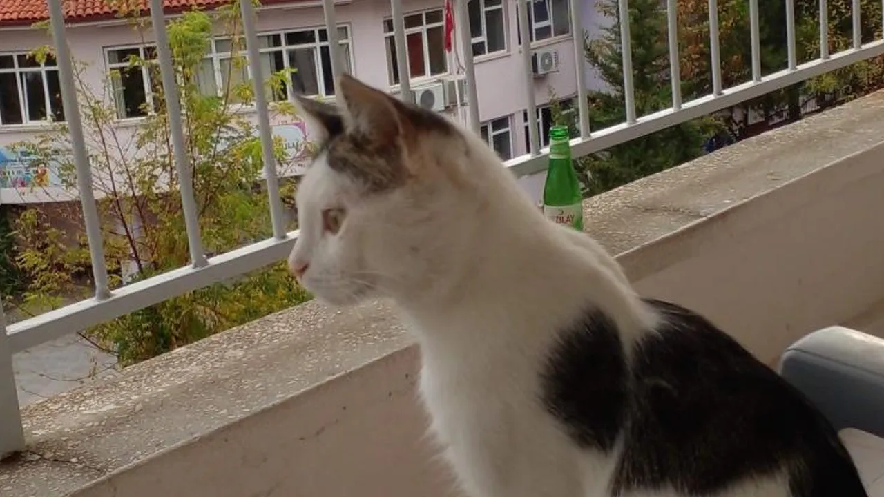 8 aydır bakmadığı yer kalmadı! Kaybolan kedisini bulana binlerce lira ödeyecek