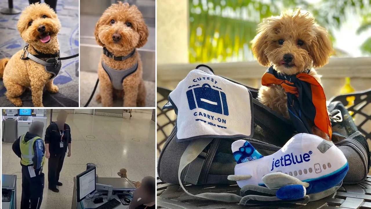 Las Vegas Havalimanında skandal! Kadın gözaltına, köpeği koruma altına alındı