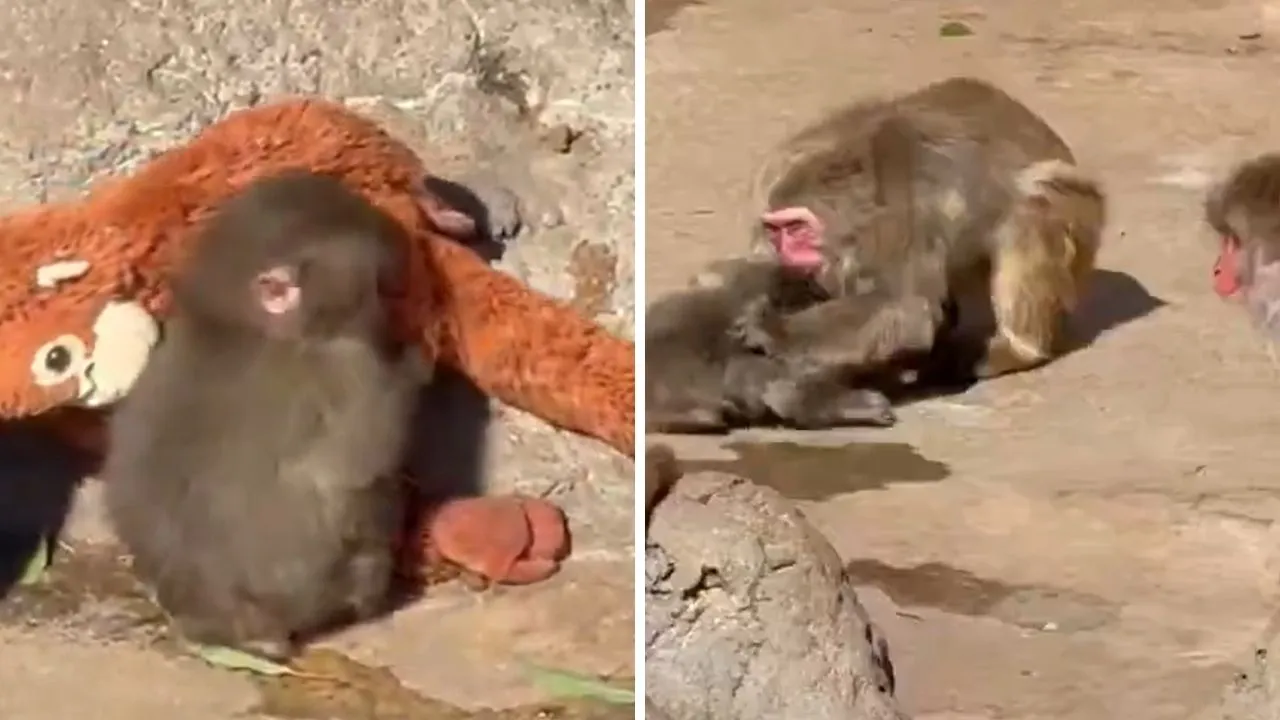 Yavru maymun Punch'ın yeni görüntüler izleyenleri üzdü! Peluş oyuncağıyla gündeme gelen Maymun Punch olayı nedir?