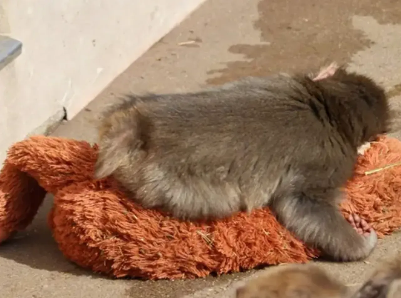 Yavru maymun Punch'ın yeni görüntüler izleyenleri üzdü! Peluş oyuncağıyla gündeme gelen Maymun Punch olayı nedir?